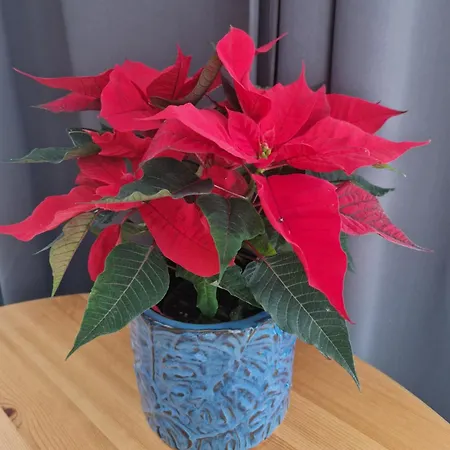 Lägenhet Szafirowy Multi House *