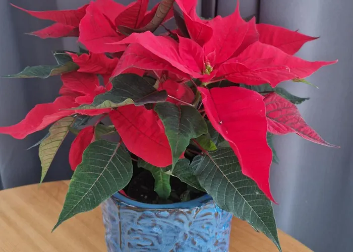 Lägenhet Szafirowy Multi House *